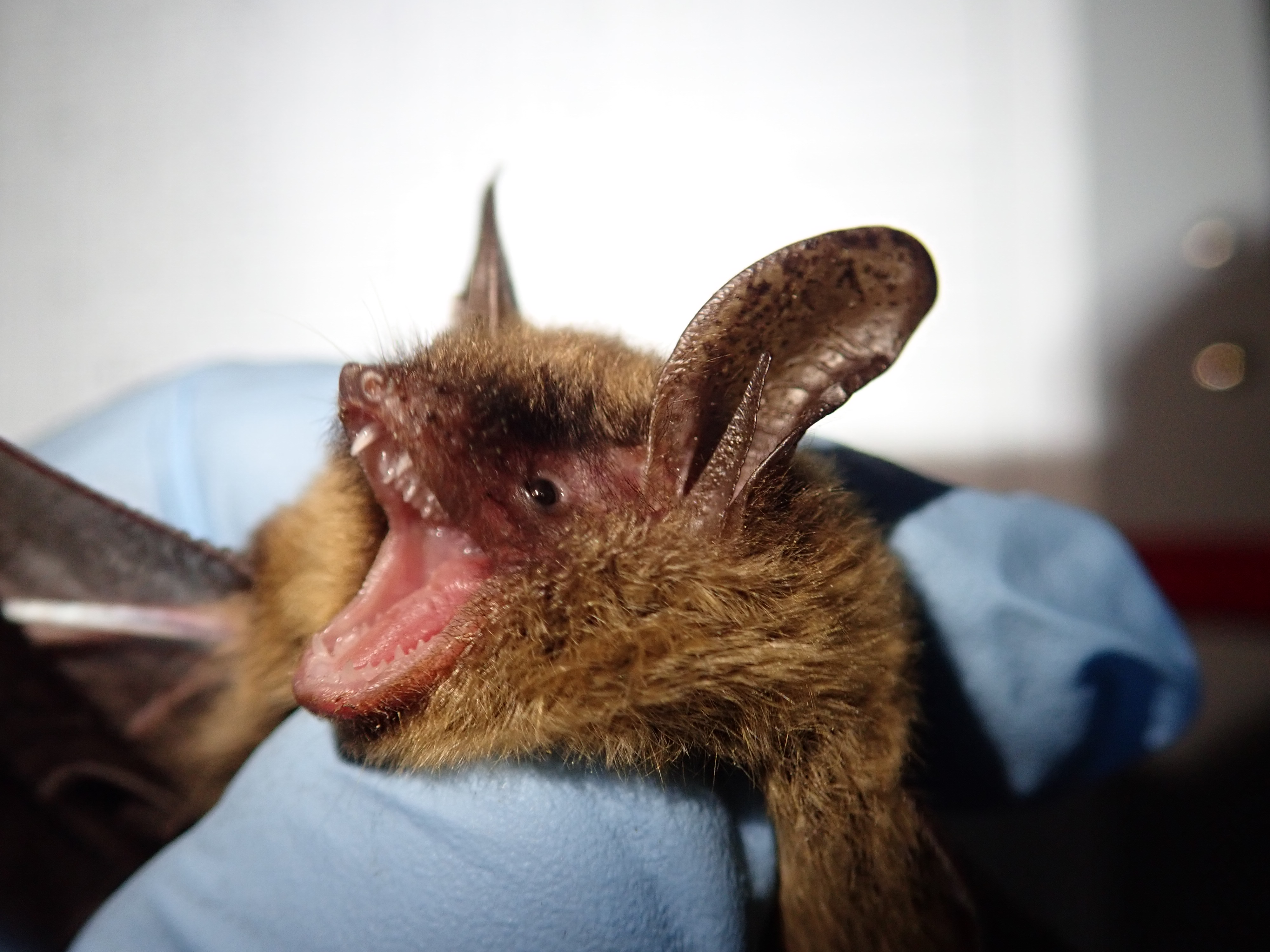 maps northern long eared bat