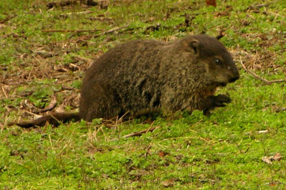 Mammals of North Carolina