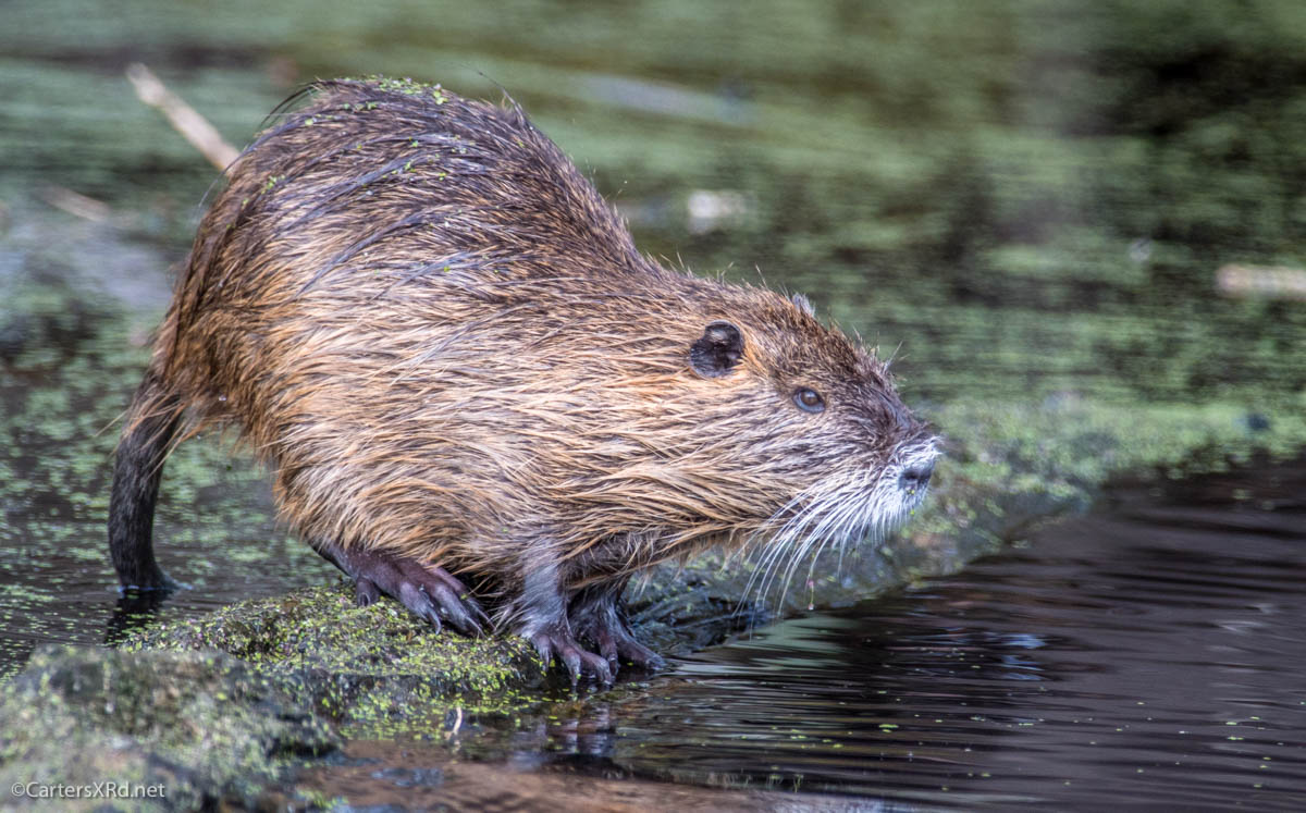 Mammals Of North Carolina