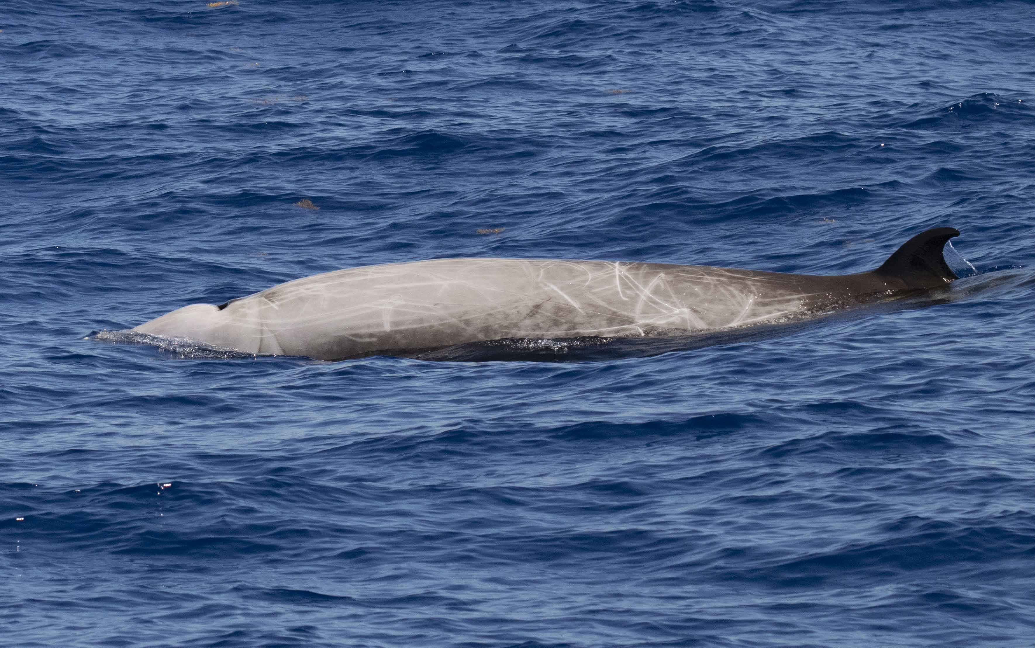 Cuvier beaked whale