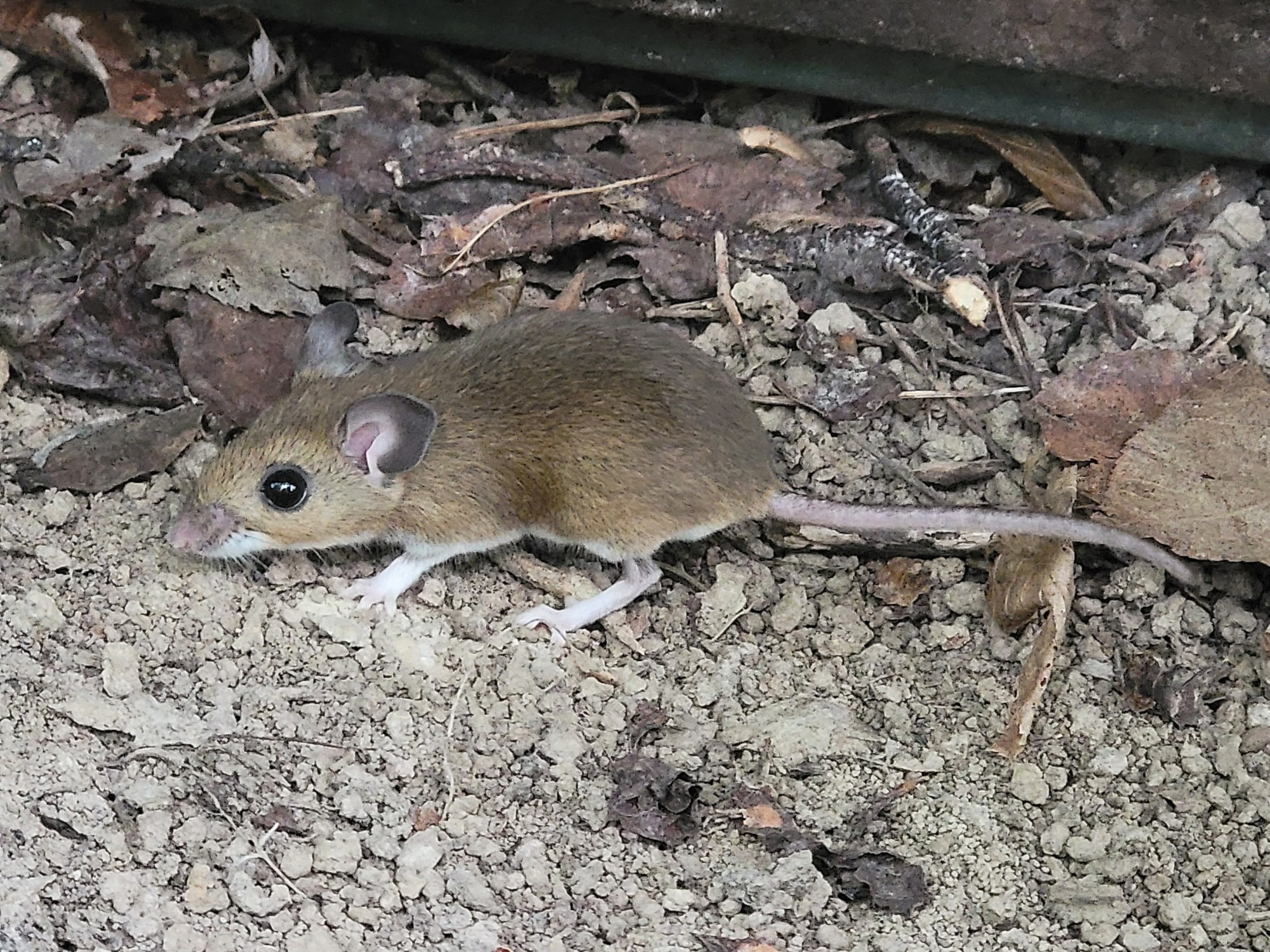 White Footed Mouse