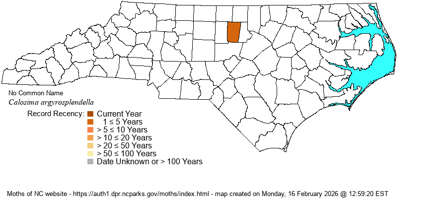 Calosima argyrosplendella