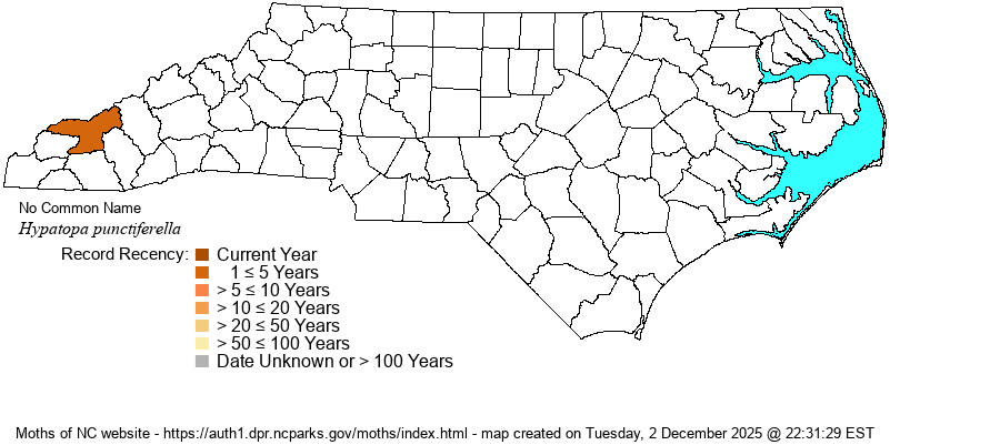 Hypatopa punctiferella