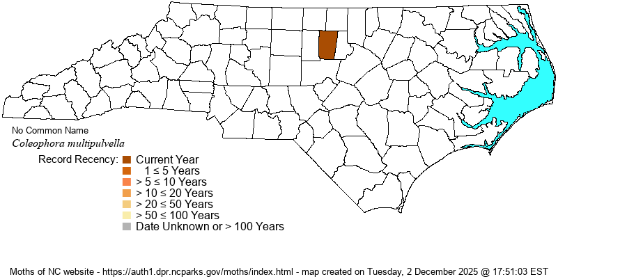 Coleophora multipulvella