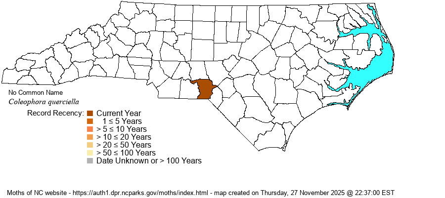 Coleophora querciella