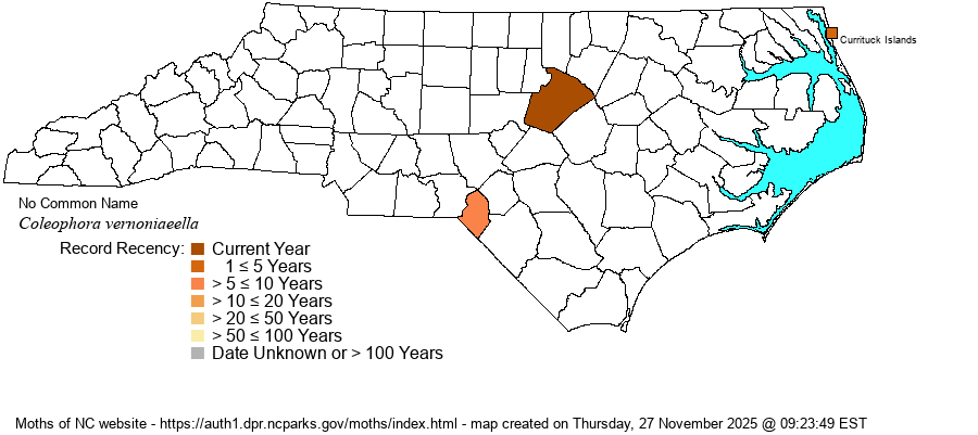 Coleophora vernoniaeella