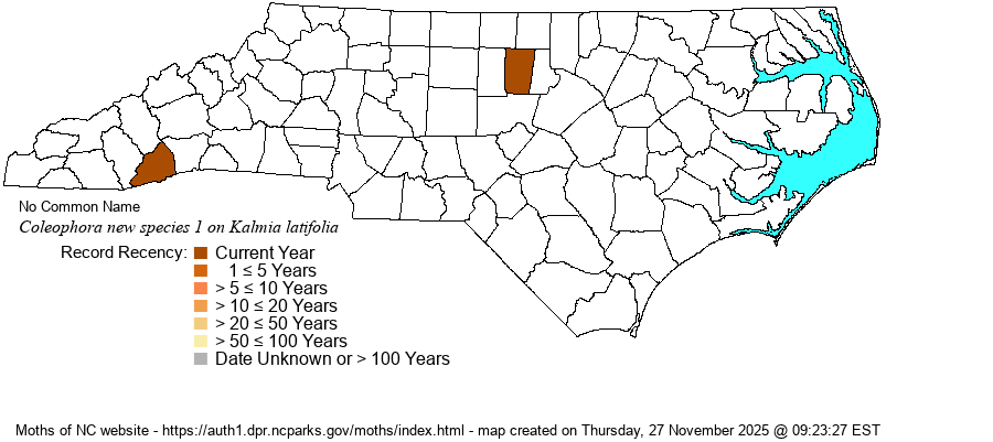 Coleophora new species 1 on Kalmia latifolia