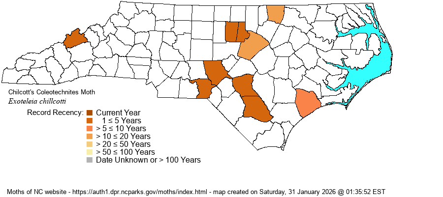 Exoteleia chillcotti