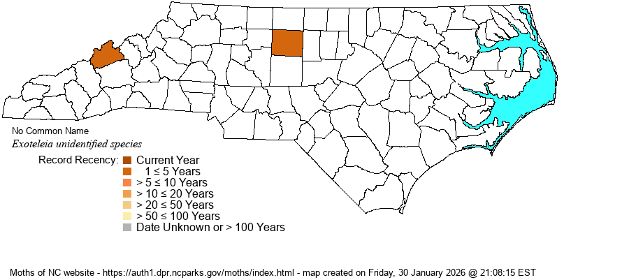 Exoteleia unidentified species