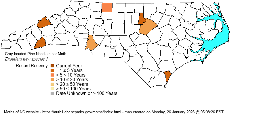 Exoteleia new species 1