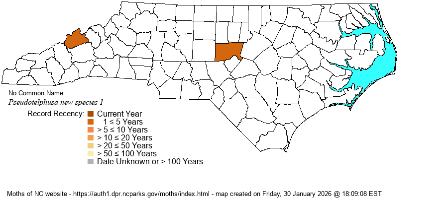 Pseudotelphusa new species 1