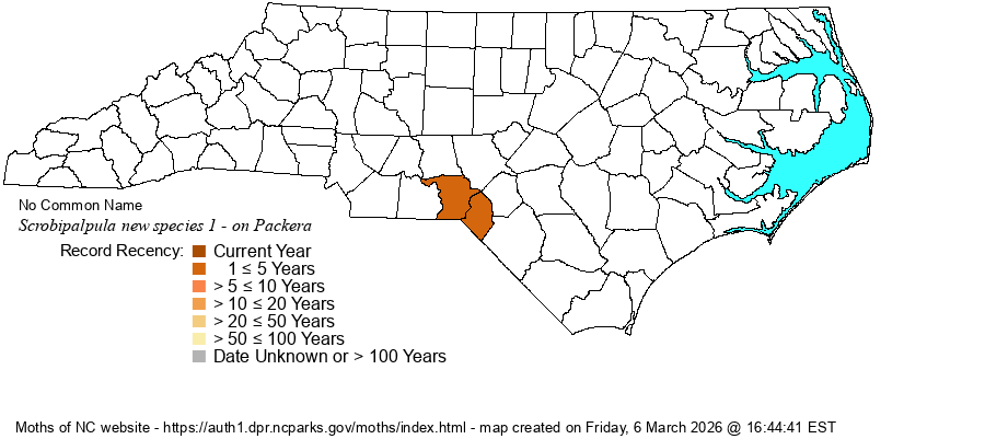 Scrobipalpula new species 1 - on Packera