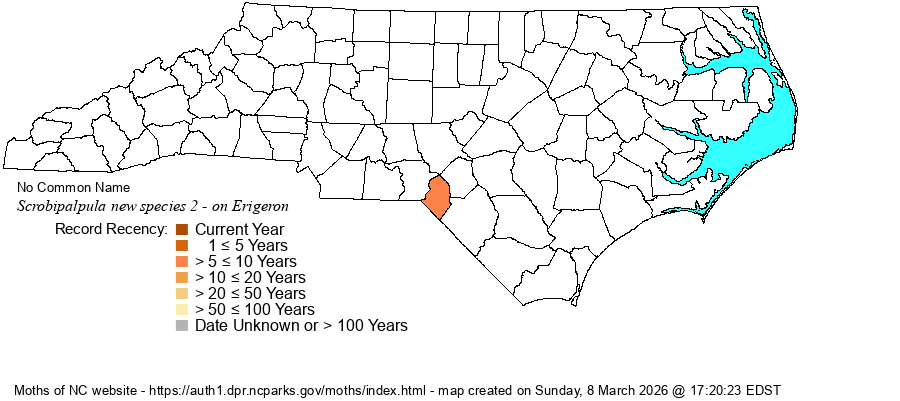 Scrobipalpula new species 2 - on Erigeron