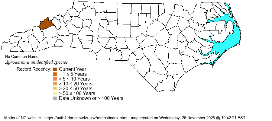 Aproaerema unidentified species