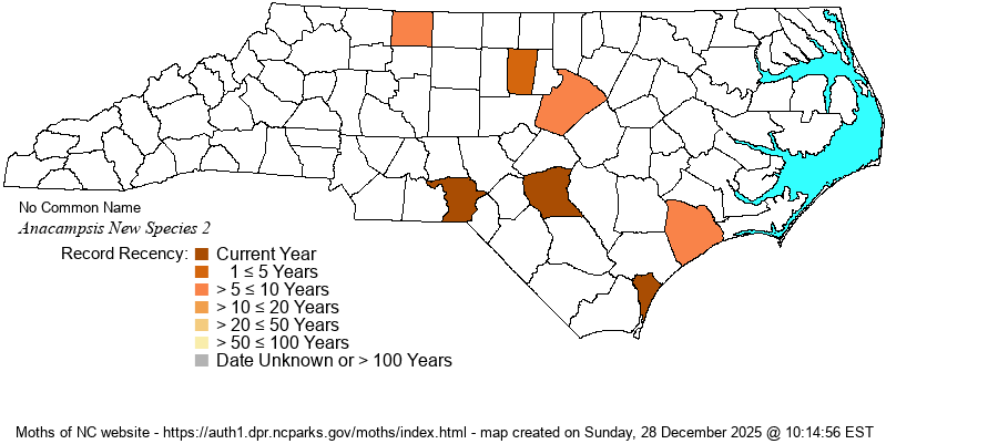 Anacampsis New Species 2