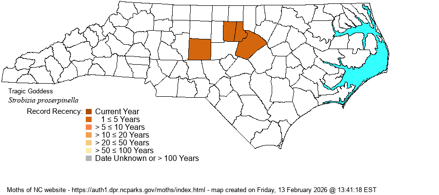 Strobisia proserpinella