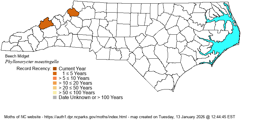 Phyllonorycter maestingella