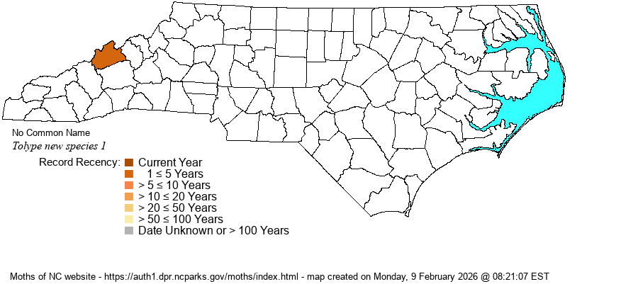 Tolype new species 1