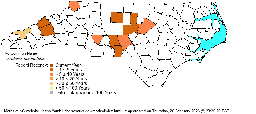 Acrobasis tumidulella