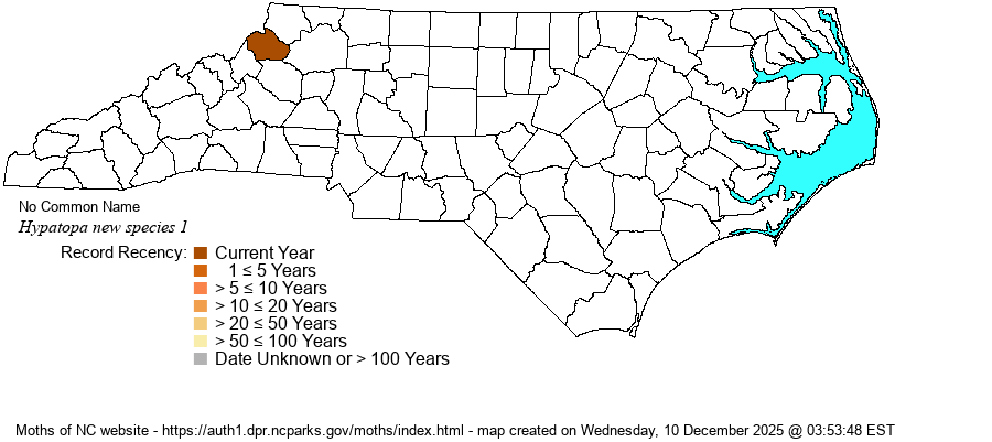 Hypatopa new species 1