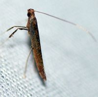 Caloptilia sassafrasella