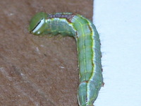 Lochmaeus unidentified species