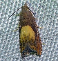 Dichrorampha bittana