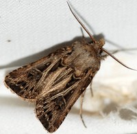 Agrotis gladiaria