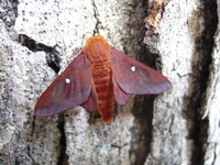 Anisota unidentified species