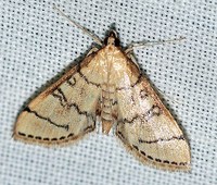 Blepharomastix ranalis