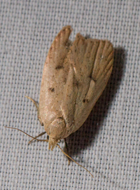 Machimia tentoriferella