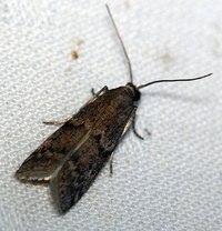 Vitula edmandsii