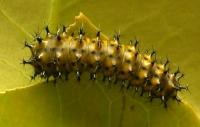Hyalophora cecropia