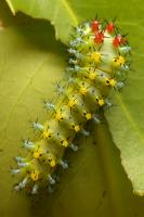 Hyalophora cecropia