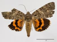Catocala umbrosa