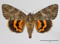 Catocala umbrosa