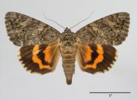 Catocala umbrosa