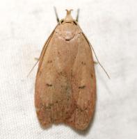 Machimia tentoriferella