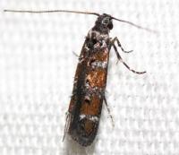 Exoteleia new species 1