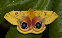 Automeris io