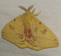 FS1182: Clothes Moths (Rutgers NJAES)