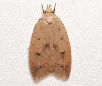 Machimia tentoriferella