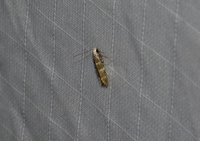 Exoteleia new species 1