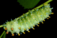 Hyalophora cecropia