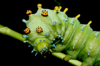 Hyalophora cecropia