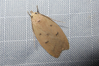 Machimia tentoriferella