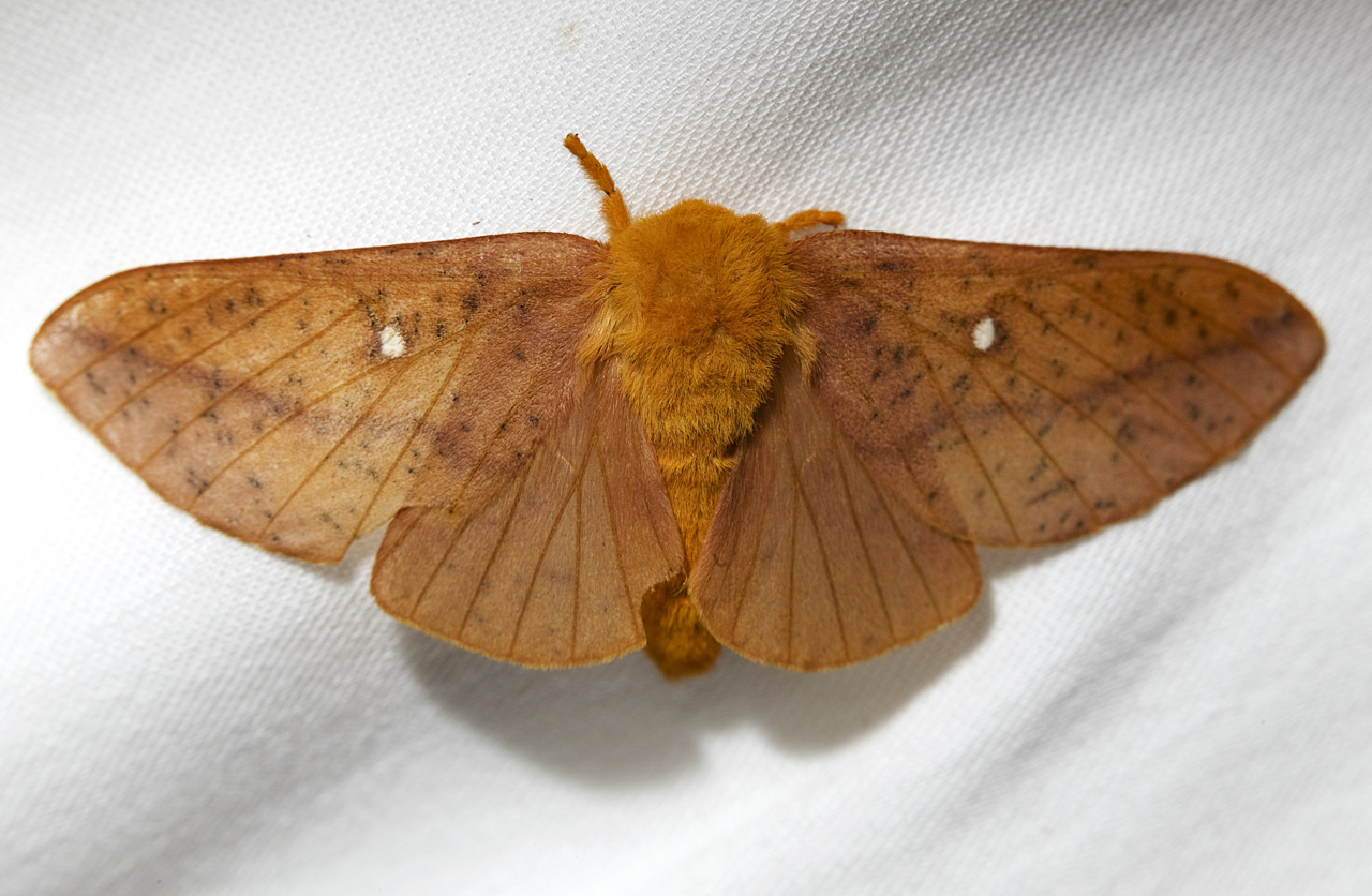 FS1182: Clothes Moths (Rutgers NJAES)