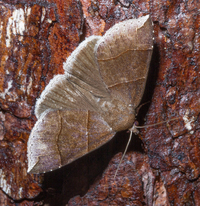 Parallelia bistriaris