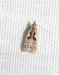 Dichomeris unidentified species