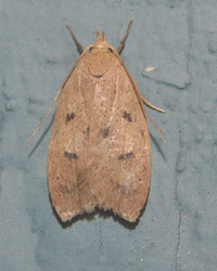 Machimia tentoriferella